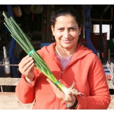 SPRING ONIONS  Bunch Of 4  Palmerston North Grown